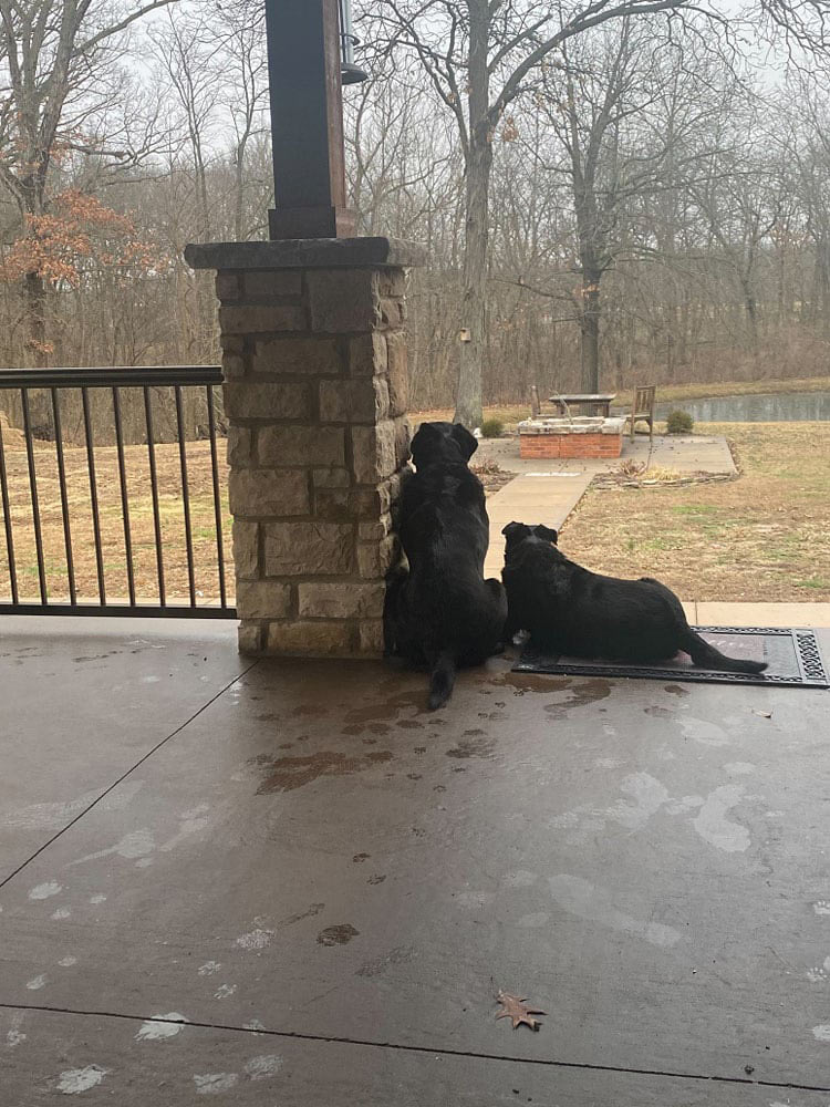 two dogs sitting next to a stone column on a porch